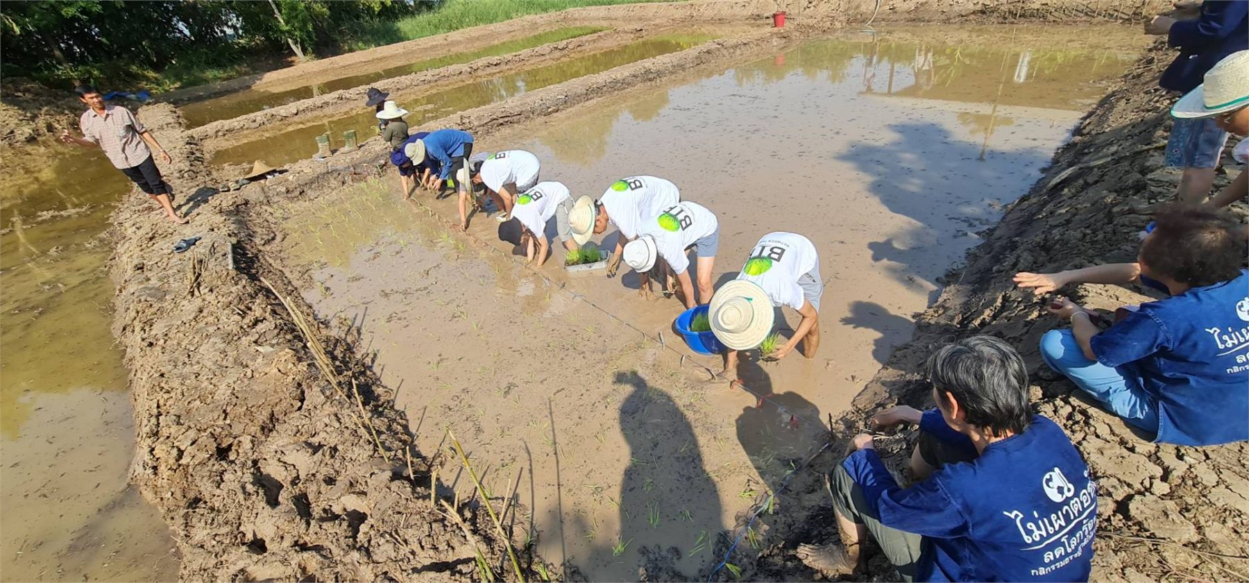 Planting rice seedlings in a flooded paddy
